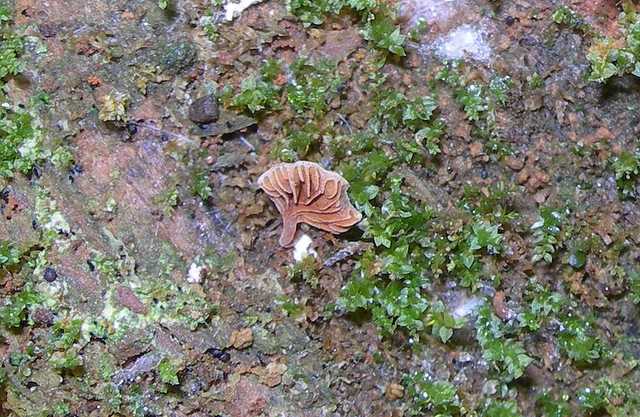 Una strana Galerina  lillipuziana